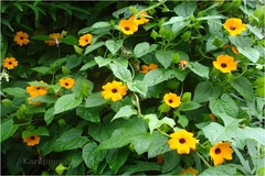 Thunbergia alata